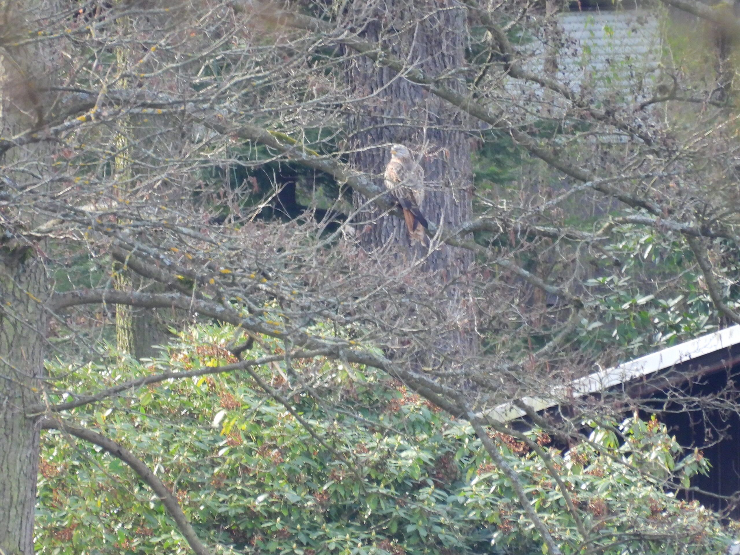 Rotmilan gut getarnt