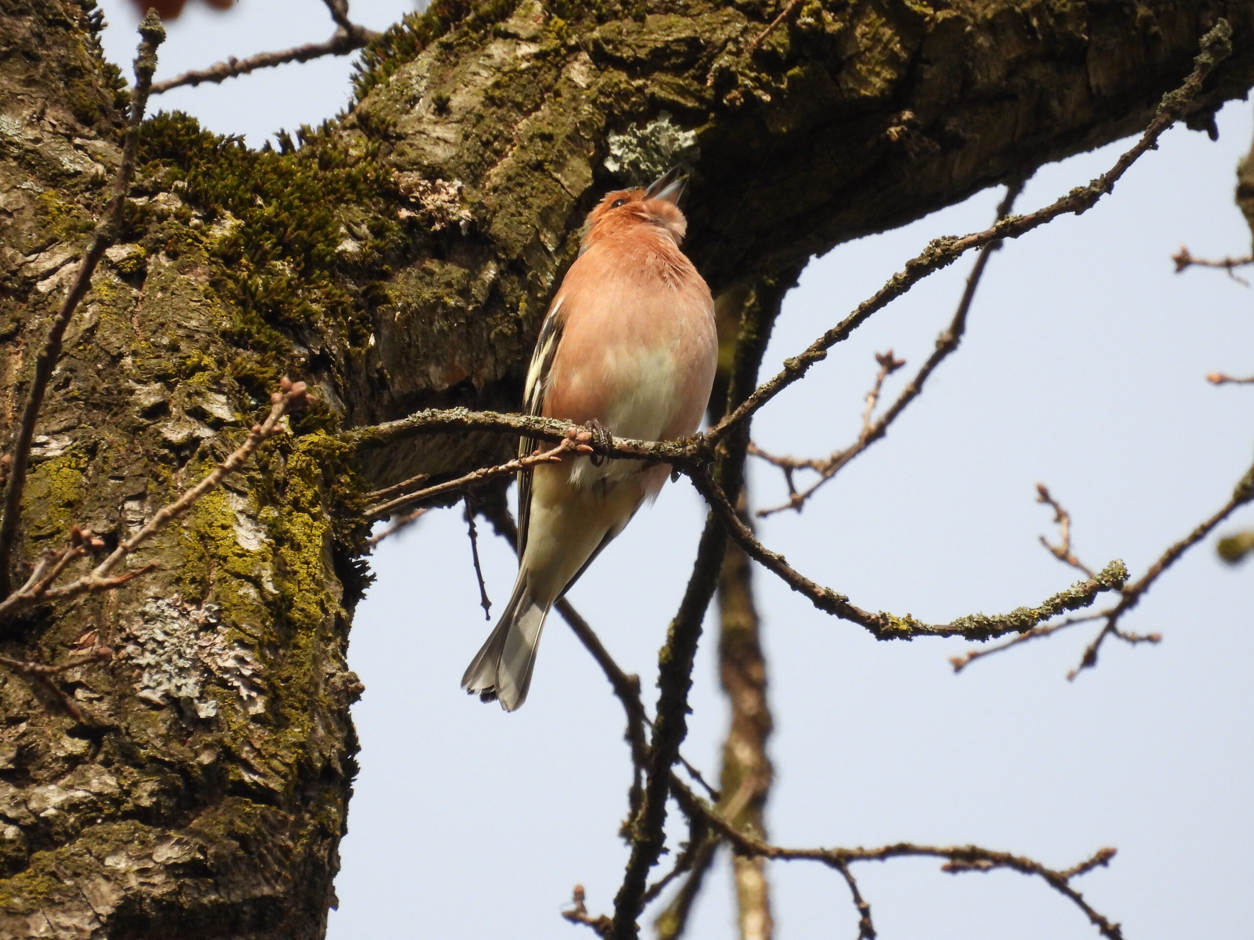 Buchfink singt auf einem alten Baum