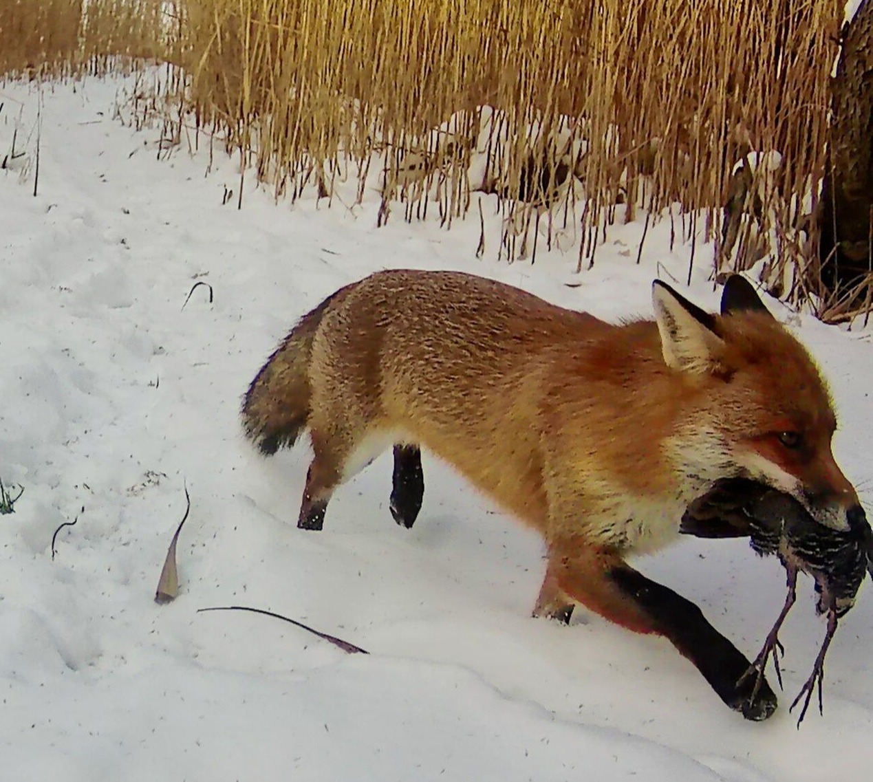 Rotfuchs mit erbeuteter Wasserralle