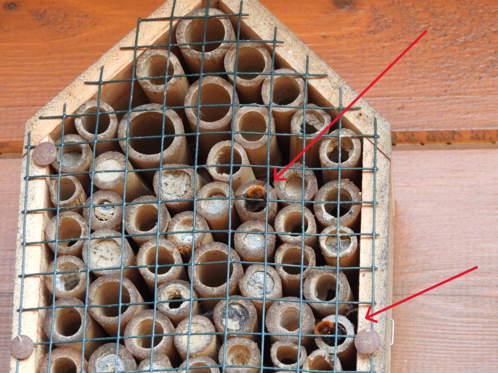 Mauerbienen im Anflug